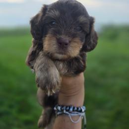 Espresso - Chocolate male Cavapoo puppy in Decatur, Illinois from Petite Pups