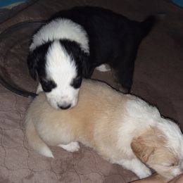 English Shepherd Puppies from ThreeDarkBays English Shepherds