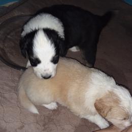 English Shepherd Puppies from ThreeDarkBays English Shepherds