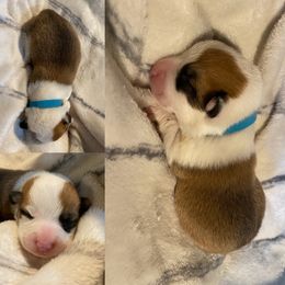 Pembroke Welsh Corgi Puppies from Columbine Corgis