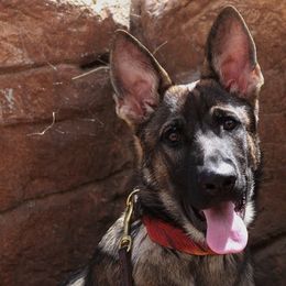 Ted - German Shepherd
