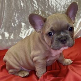 Kimber - Blue fawn male French Bulldog puppy in Pine Township, Pennsylvania from BlueCairo Frenchies