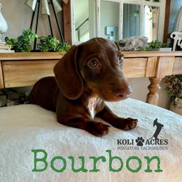 Bourbon - AKC - Chocolate and tan male Dachshund puppy in Kemp, Texas from Koli Acres