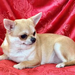Margarita - Fawn female Chihuahua puppy in Allentown, Pennsylvania from Tsunami Cockers & Chihuahuas