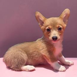 Male 2 (runt) - Blue male Pembroke Welsh Corgi puppy in Unicoi, Tennessee from East Tennessee Clark Corgis