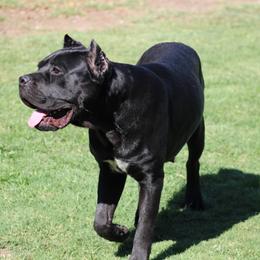 Olga - Black female Cane Corso puppy in Bakersfield, California from Valentina Cane Corso