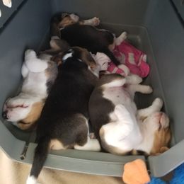 Beagle Puppies from Zahara
