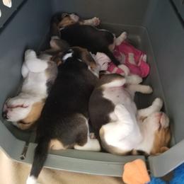 Beagle Puppies from Zahara