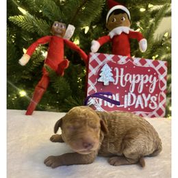 Dark Purple girl - Red  female Goldendoodle puppy in Lewisville, Texas from Zink Doodles