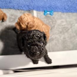Poodle Puppies from Wanda Burton