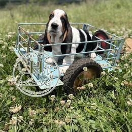 Oreo - Black white and brown male Basset Hound puppy in Konawa, Oklahoma from Circle H Basset Hounds