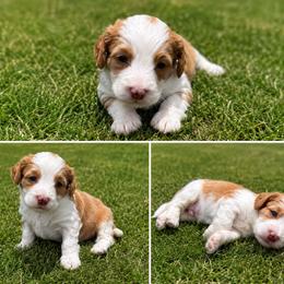 Aussiedoodle, Bernedoodle, Cavapoo, Goldendoodle, and Newfypoo Puppies from Haaspawz