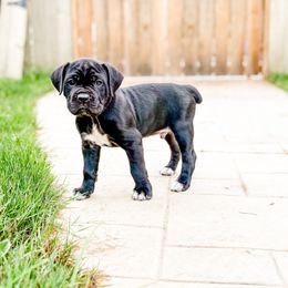 Yellow boy - Black male Cane Corso puppy in St. Augustine, Florida from Ancient City Cane Corso