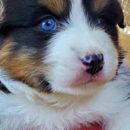 Australian Shepherds and Tibetan Mastiffs from Drakyi Tibetan Mastiffs