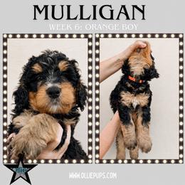Mulligan (Orange collar) - Tri-color male Bernedoodle puppy in Boiling Springs, South Carolina from OlliePups, LLC