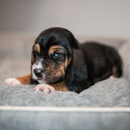 Boy 5 - Black brown and white male Basset Hound puppy in Knoxville, Tennessee from Well Hounded Bassets