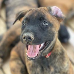Aang - Brindle male xDutch Shepherd puppy in Chelsea, Alabama from Alliance K9