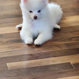 Pomeranian Puppies from BabyBooPoms