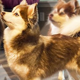 Pumpkin - Pomsky