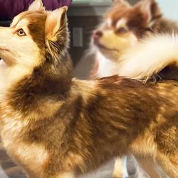 Pumpkin - Pomsky