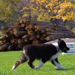 Australian Shepherd Puppies from CinchTight