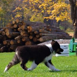 Australian Shepherd Puppies from CinchTight