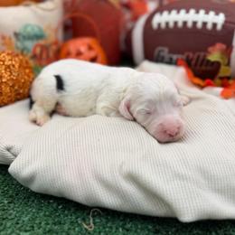 Noelle - Black and white female Sheepadoodle puppy in Willacoochee, Georgia from Kitandkboodle's Doodles