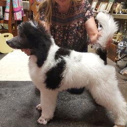 "silver parti Flash" Poodle Puppies from Pink Begonia Poodles