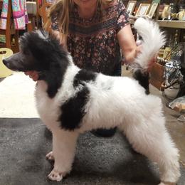 "silver parti Flash" Poodle Puppies from Pink Begonia Poodles