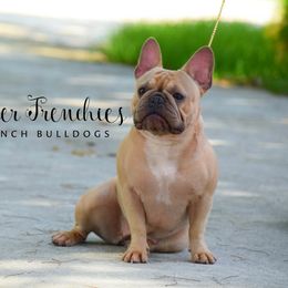 French Bulldog adult dog