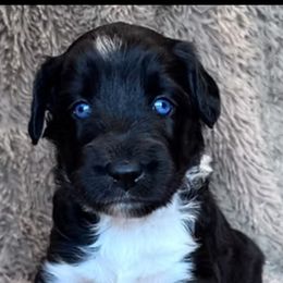 Puppy 1 - Black and white female Aussiedoodle puppy in Yucaipa, California from Amazing Aussiedoodle and Double Doodles
