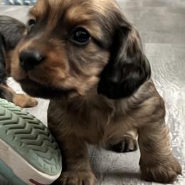 Dachshund Puppies from Dachshund Family Love Breeders