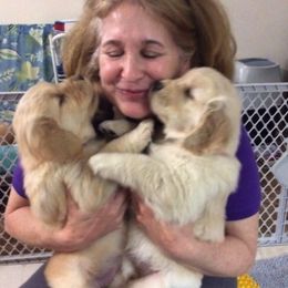 Golden Retriever Puppies from Carova Golden Retrievers