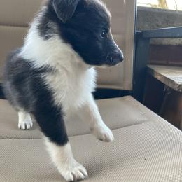 Spear - Black and white male Shetland Sheepdog puppy in Commiskey, Indiana from Windy Haven Farm