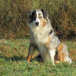Moonshine - Miniature Australian Shepherd