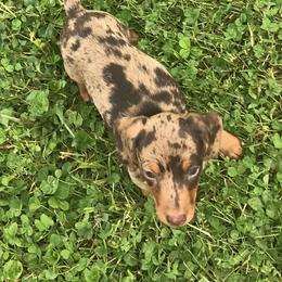 Rocky - Dachshund