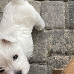 West Highland White Terriers from Windsor's West Highland White Terriers