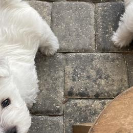 West Highland White Terriers from Windsor's West Highland White Terriers