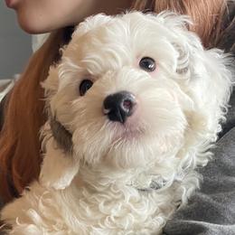 Buckeye - Parti male Goldendoodle puppy in Eaton, Ohio from Dezi’s Sonshine Doodles