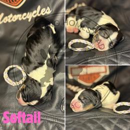Softail - Black white and tan female English Springer Spaniel puppy in Fond Du Lac, Wisconsin from Clucking Homestead Springers & Dachshunds