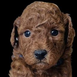 Cavapoos and Irish Doodles from The Doodle Den