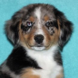 Miniature Australian Shepherds from Royal J Aussies and Aussiedoodles