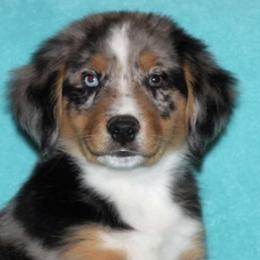 Miniature Australian Shepherds from Royal J Aussies and Aussiedoodles