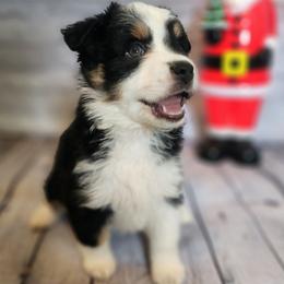 Morticia - Black tri female Miniature Australian Shepherd puppy in Macomb, Missouri from Faunus Farms and Aussies
