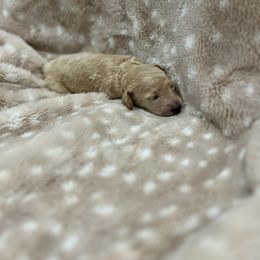 Goldendoodle Puppies from Sugar Doodles