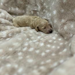 Goldendoodle Puppies from Sugar Doodles