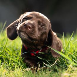 Red - Chocolate female Dachshund puppy in Bakersfield, California from LongDogs Bakersfield
