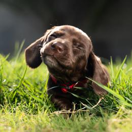 Red - Chocolate female Dachshund puppy in Bakersfield, California from LongDogs Bakersfield