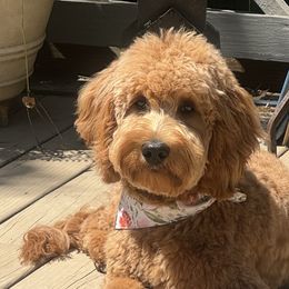 Putter - Goldendoodle