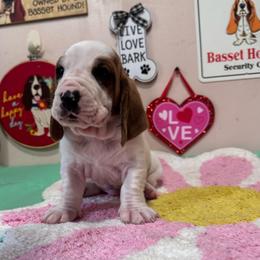 Hoot - Mahogany and white male Basset Hound puppy in Pilot Mtn, North Carolina from Lowdown Love Basset Hounds
